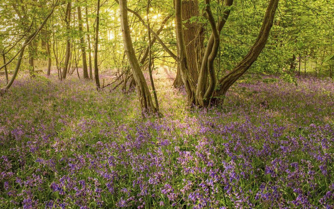 Best Places For Bluebells
